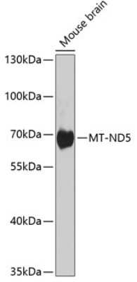 Western Blot: MT-ND5 AntibodyBSA Free [NBP3-05606]