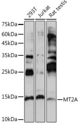 Western Blot: MT2A AntibodyAzide and BSA Free [NBP3-15974]