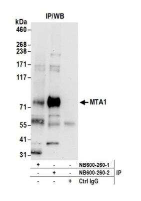 Immunoprecipitation: MTA1 Antibody [NB600-260]