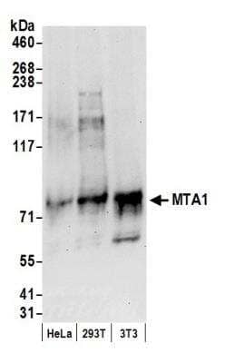 Western Blot: MTA1 Antibody [NB600-260]