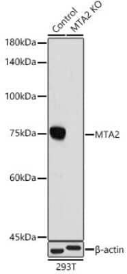Knockout Validated: MTA2 Antibody (9A5Y7) [NBP3-16291]