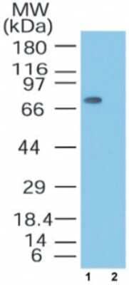 Western Blot: MTA2 Antibody [NB100-56483]