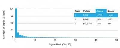 Protein Array: MTAP Antibody (MTAP/1813) - Azide and BSA Free [NBP2-75731]