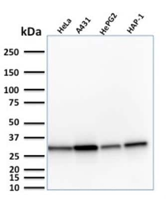 Western Blot: MTAP Antibody (MTAP/1813)Azide and BSA Free [NBP2-75731]