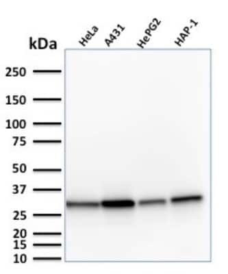 Western Blot: MTAP Antibody (MTAP/1813) [NBP2-75730]