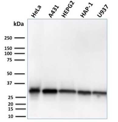 Western Blot: MTAP Antibody (MTAP/3137R)Azide and BSA Free [NBP3-08965]