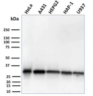 Western Blot: MTAP Antibody (MTAP/3137R) [NBP3-07220]