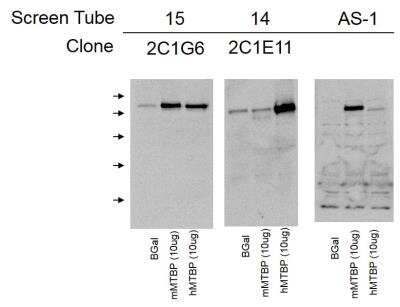 Western Blot: MTBP Antibody (2C1E11)BSA Free [NBP2-50517]