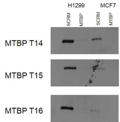 Western Blot: MTBP Antibody (2C1E11)BSA Free [NBP2-50517]