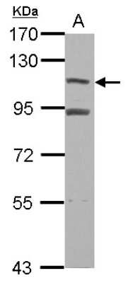 Western Blot: MTBP Antibody [NBP2-19426]