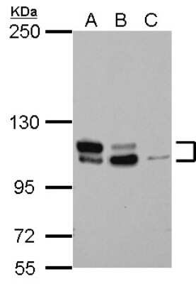 Western Blot: MTBP Antibody [NBP2-19427]