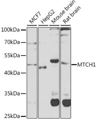 Western Blot: MTCH1 AntibodyBSA Free [NBP2-93766]