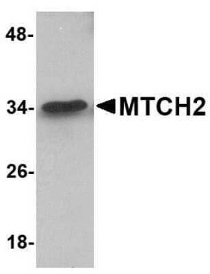 Western Blot: MTCH2 AntibodyBSA Free [NBP1-76998]