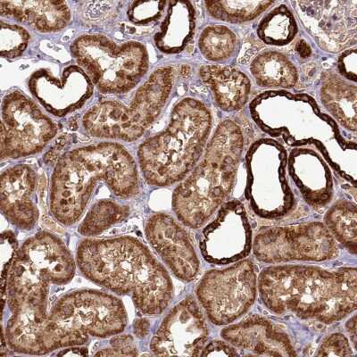 Immunohistochemistry-Paraffin: MTCO1 Antibody [NBP2-49596]