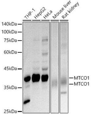 Western Blot: MTCO1 AntibodyAzide and BSA Free [NBP2-94458]