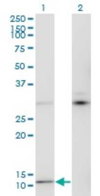 Western Blot: MTCP1 Antibody (1G12) [H00004515-M05]