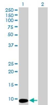 Western Blot: MTCP1 Antibody [H00004515-B01P]