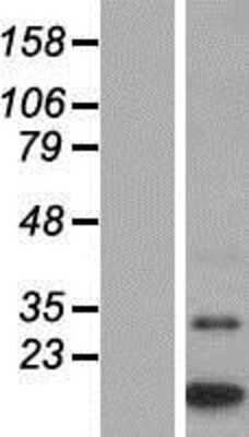 Western Blot: MTCP1 Overexpression Lysate [NBP2-07372]