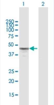 Western Blot: MTERF Antibody [H00007978-B02P-50ug]