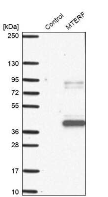 Western Blot: MTERF Antibody [NBP1-92144]