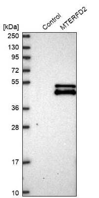 Western Blot: MTERFD2 Antibody [NBP1-81055]