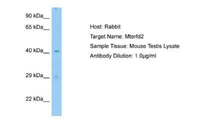 Western Blot: MTERFD2 Antibody [NBP1-98416]