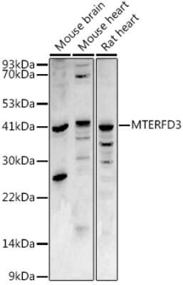 Western Blot: MTERFD3 AntibodyBSA Free [NBP2-94738]