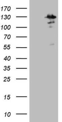 Western Blot: MTF1 Antibody (OTI2F3) [NBP2-46027]