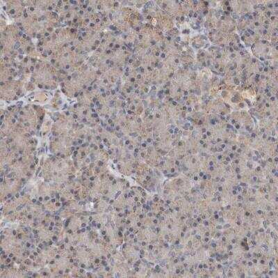Immunohistochemistry-Paraffin: MTF1 Antibody [NBP1-86379]