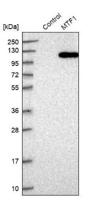 Western Blot: MTF1 Antibody [NBP1-86379]