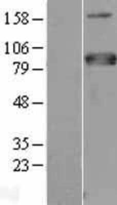 Western Blot: MTF1 Overexpression Lysate [NBL1-13360]