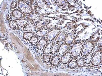 Immunohistochemistry-Paraffin: MTF2 Antibody [NBP2-43832]
