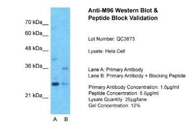 Western Blot: MTF2 Antibody [NBP1-80038]