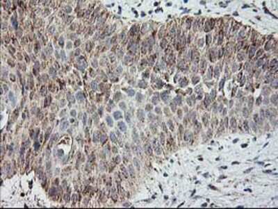 Immunohistochemistry-Paraffin: MTFMT Antibody (OTI1E7) [NBP2-01232]