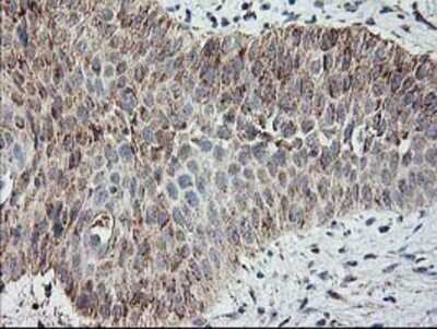 Immunohistochemistry: MTFMT Antibody (OTI1E7) - Azide and BSA Free [NBP2-72801]