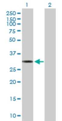 Western Blot: MTFMT Antibody [H00123263-B01P]