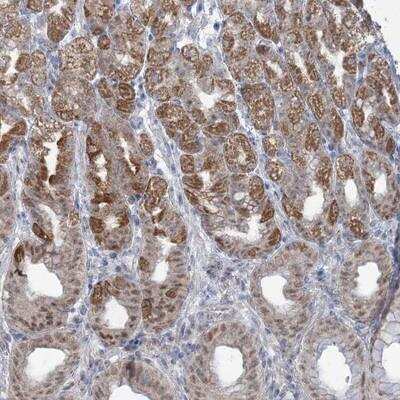 Immunohistochemistry-Paraffin: MTG1 Antibody [NBP1-81789]