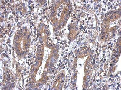 Immunohistochemistry-Paraffin: MTG1 Antibody [NBP2-19428]