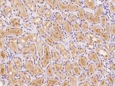 Immunohistochemistry-Paraffin: MTG1 Antibody [NBP2-98486]