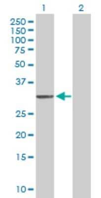 Western Blot: MTG1 Antibody [H00092170-B01P]