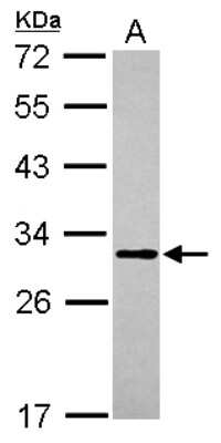 Western Blot: MTG1 Antibody [NBP2-19428]