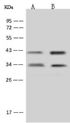 Western Blot: MTG1 Antibody [NBP2-98486]