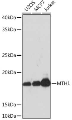 Western Blot: MTH1 Antibody (0P6T10) [NBP3-16297]