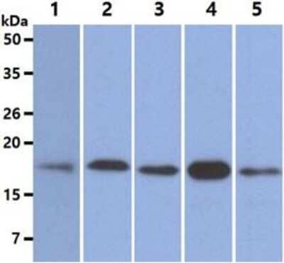 Western Blot: MTH1 Antibody (AT3B3)BSA Free [NBP2-61160]