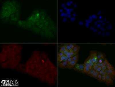 Immunocytochemistry/ Immunofluorescence: MTH1 Antibody - BSA Free [NB100-109]