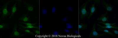 Immunocytochemistry/ Immunofluorescence: MTH1 Antibody - BSA Free [NB100-109]