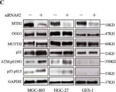 Knockdown Validated: MTH1 Antibody - BSA Free [NB100-109]