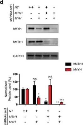 Knockdown Validated: MTH1 Antibody - BSA Free [NB100-109]