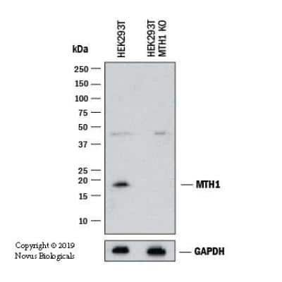 Knockout Validated: MTH1 Antibody - BSA Free [NB100-109]