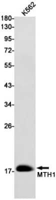 Western Blot: MTH1 Antibody (S06-8A6) [NBP3-20081]